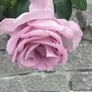 Meet your Posher, Wren